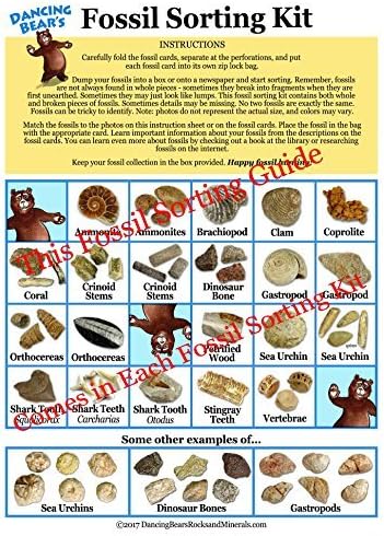 DANCING BEAR Fossil Collection Sorting Activity Kit - Image 6