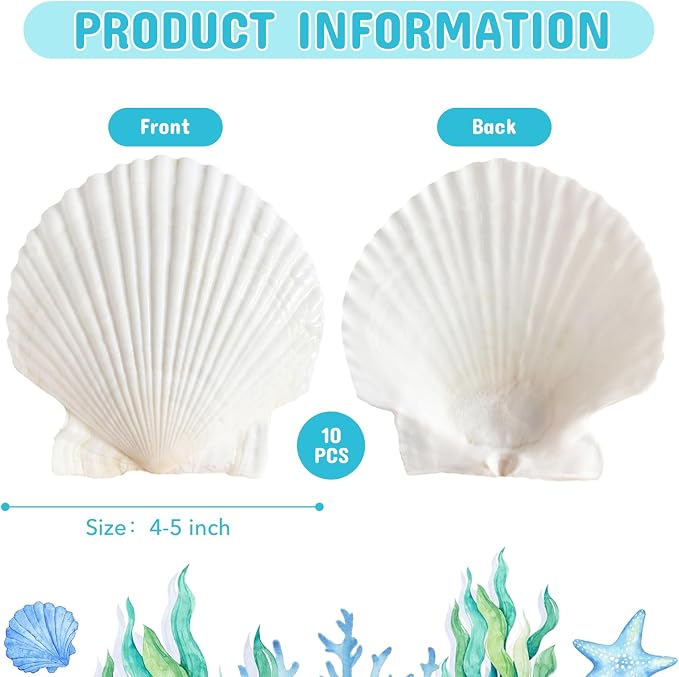 10Pcs 4-5“ Sea Shells Natural Scallop - Image 2