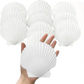10PCS Large Natural Scallop Shells, Home Decorations, Beach Wedding Decorations by Unknown