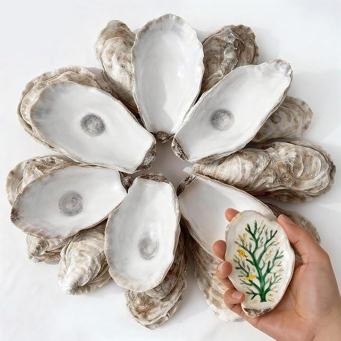 30Pcs 4"-5" Concave Oyster Shells by Unknown