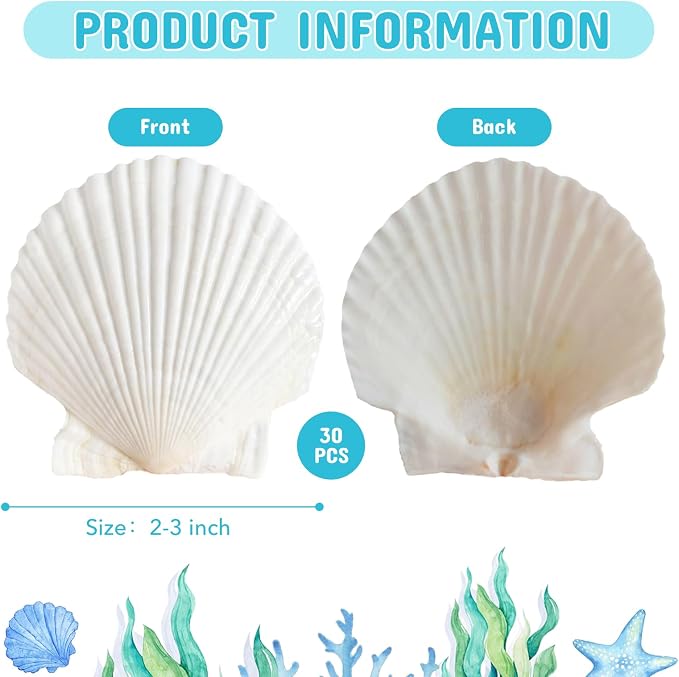 30Pcs Sea Shells - Image 2