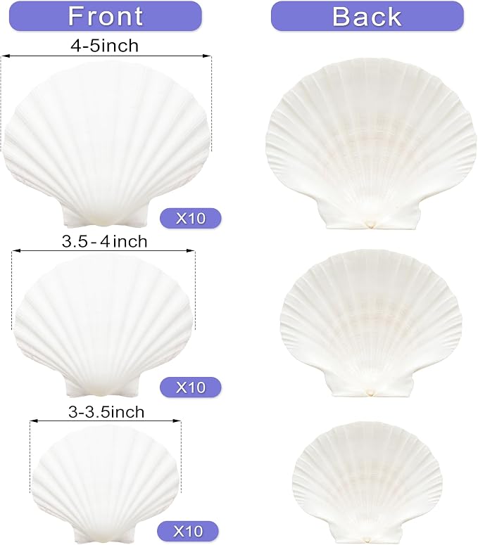 Denking 30 PCS Scallop Shells Mixed Sizes 3–5 Inch Natural White Seashells - Image 2