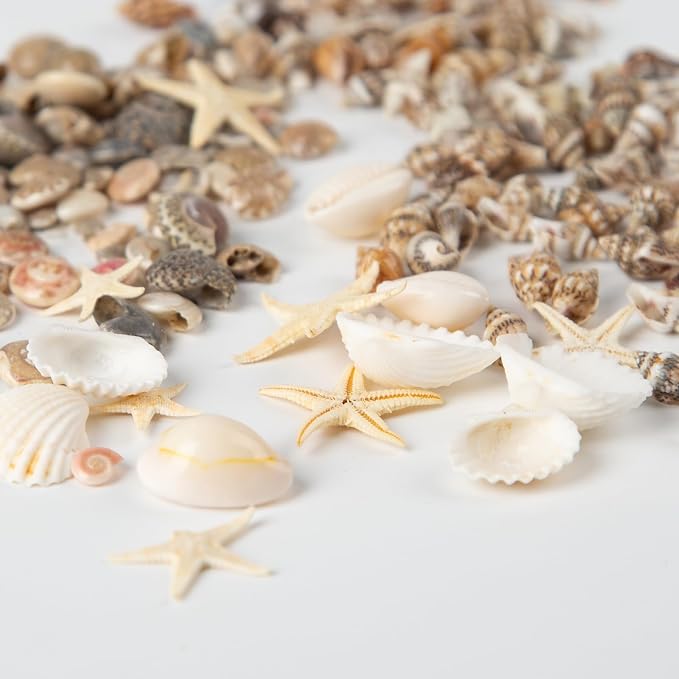 1300 PCS Small Seashells for Crafts, Tiny Mixed Sea Shells - Image 5