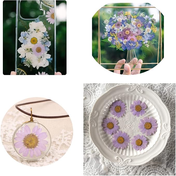50pcs Natural Dried Daisy Flower, Vacuum Packaging, Pressed Flower - Image 3