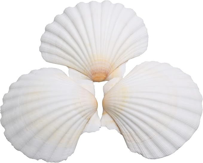 Lucky Baby 25pcs Scallop Shells by LUCKYBABY