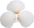 Lucky Baby 25pcs Scallop Shells by LUCKYBABY