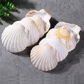 QEQEKAKA 6PCS Scallop Shells 4‘’-4.5" Natural Sea Shells White Hawaiian Scallop by QEQEKAKA