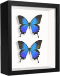5x7 Small Shadow Box Frame Display Case, Display Case Box by TOUYINGER