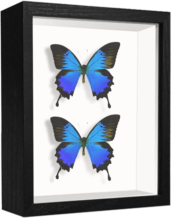 5x7 Small Shadow Box Frame Display Case, Display Case Box by TOUYINGER