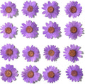 50pcs Natural Dried Daisy Flower, Vacuum Packaging, Pressed Flower by YUNZHI