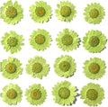 50pcs Natural Dried Daisy Flower, Vacuum Packaging, Pressed Flower by YUNZHI