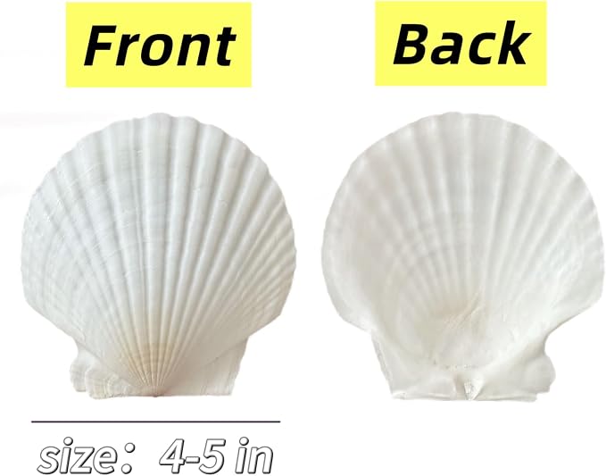 10PCS Large Natural Scallop Shells, Home Decorations, Beach Wedding Decorations - Image 3