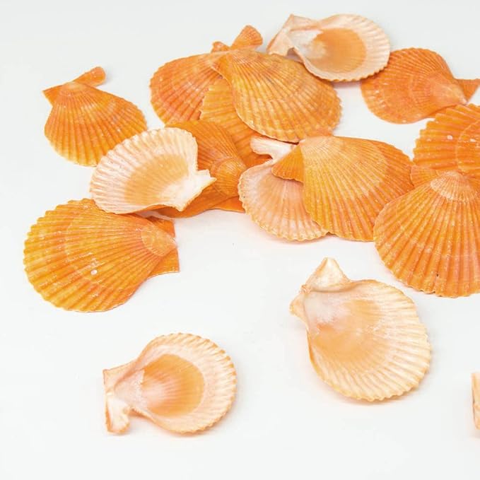 Yellow Sea Shells 50+ Pcs Scallop Shells - Image 6