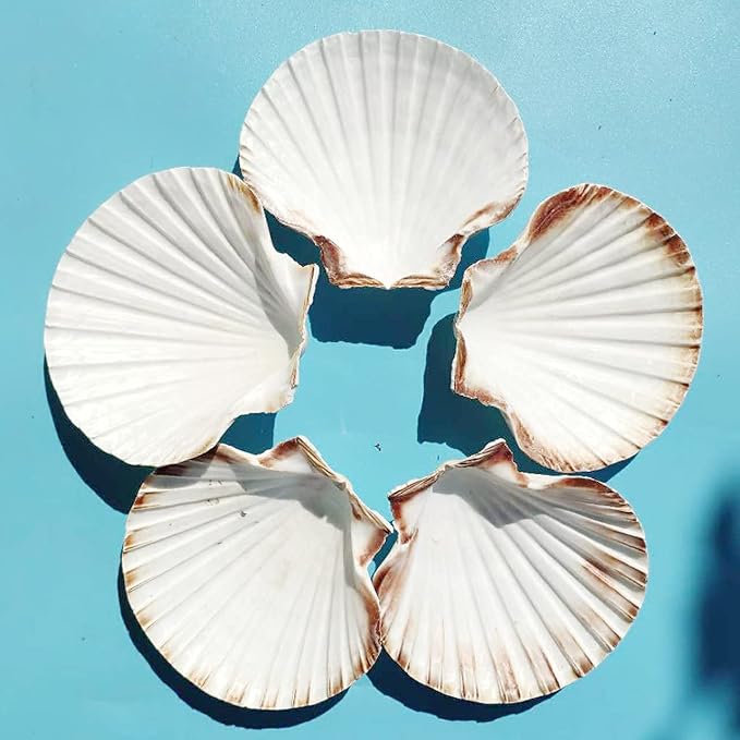 15 PCS 3.5-4 inch Large Scallop Shells Baking Sea Shells Large Natural White - Image 7