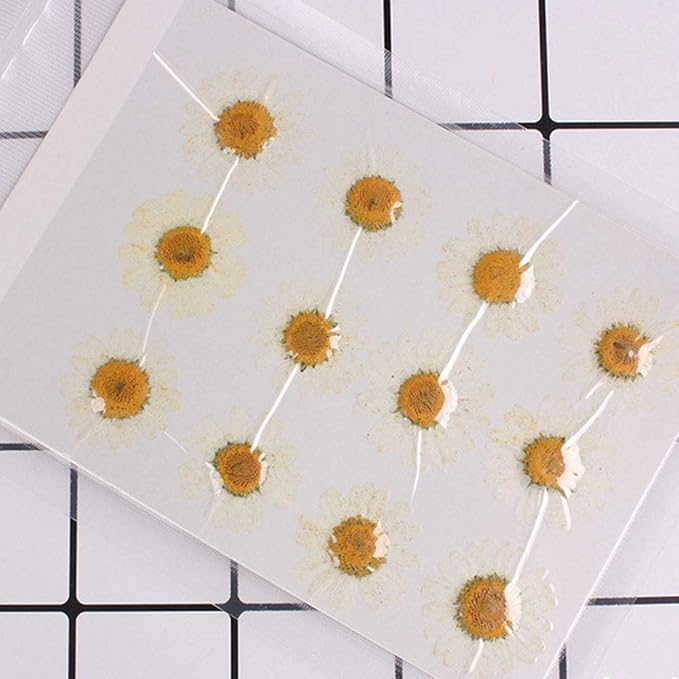 50pcs Natural Dried Daisy Flower, Vacuum Packaging, Pressed Flower - Image 2
