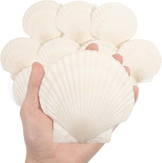 10 PCS 4-5 Inch Large Scallop Shells by Mkobon