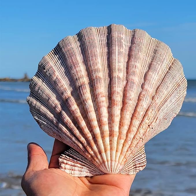 2 PCS Large Great Orange Lions Paw Scallop 5-6" Shells - Image 5