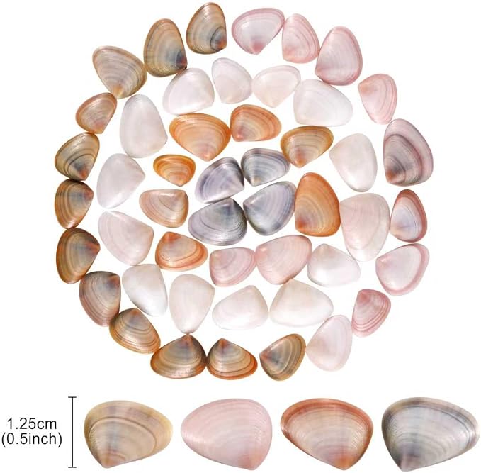 PPCLION 50pcs Tiny Strarfish&2000Pcs Tiny Mini Small Clam Sea Shells - Image 2
