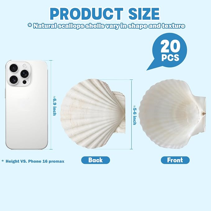 20 PCS 5"-6" Extra Large Scallop Shells - Image 3