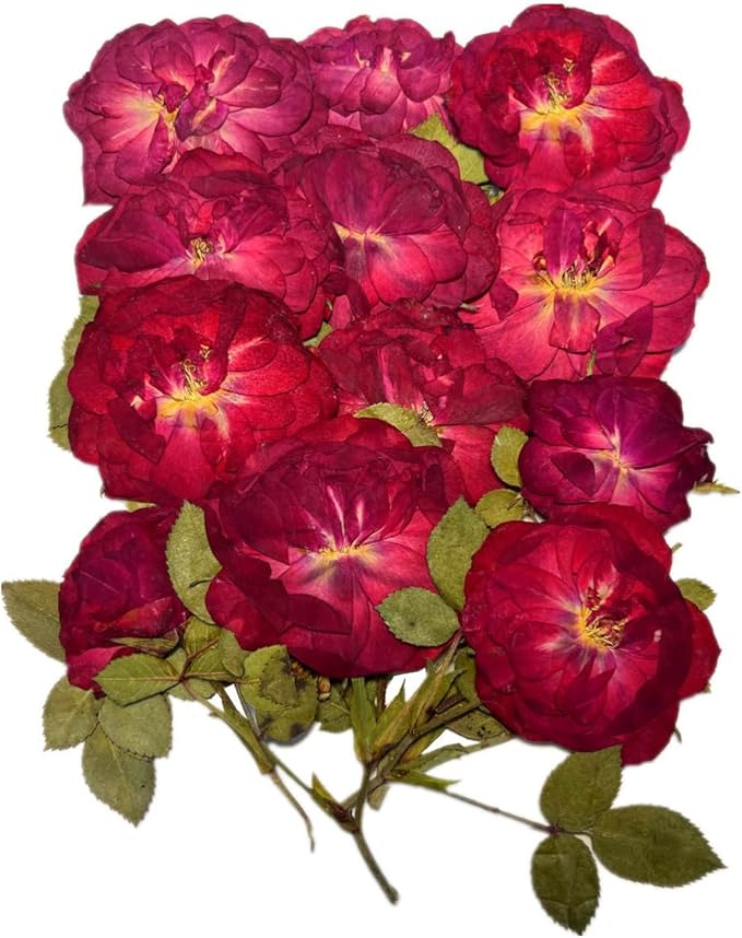 12 Pcs Nauture Dried Pressed Rose, Real Dried Pressed Flowers by Buynow