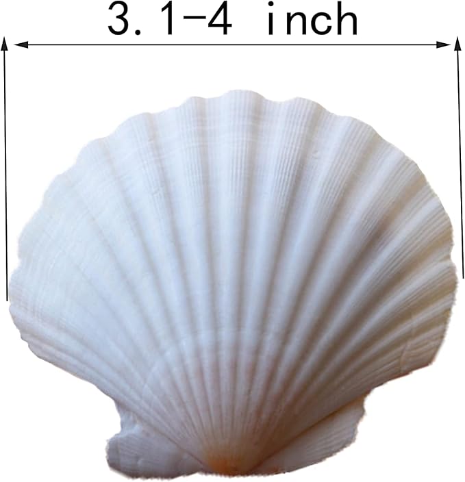 15 Pcs Sea Shells White Large Scallop Shells - Image 2