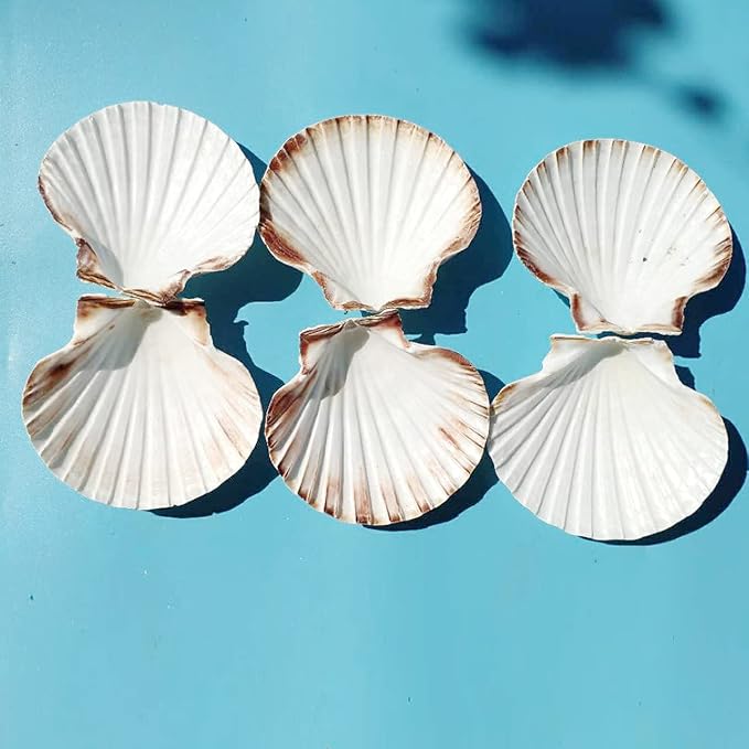 15 PCS 3.5-4 inch Large Scallop Shells Baking Sea Shells Large Natural White - Image 8