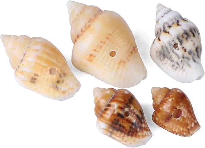 500pcs Natural Tiny Small Seashells - Image 3