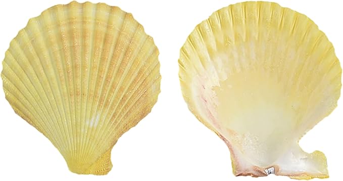 Colorful 50+ Pcs Scallop Shell Natural Mixed Color Seashells - Image 4