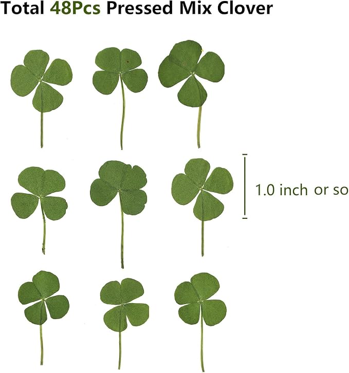 48 Pcs Mix Natural Dried Pressed 4 Leaf Clover - Image 2