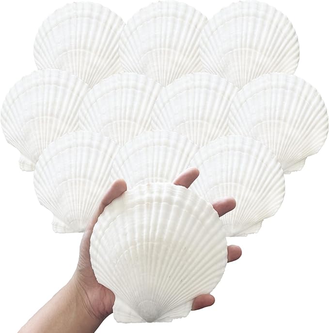 10PCS 4-5 Inch Large Sea Shells White Scallop Shells by Unknown