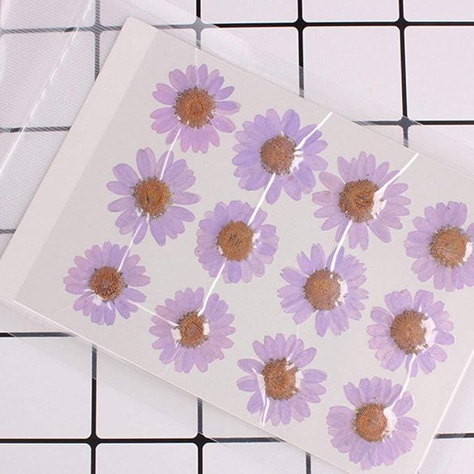 50pcs Natural Dried Daisy Flower, Vacuum Packaging, Pressed Flower - Image 2