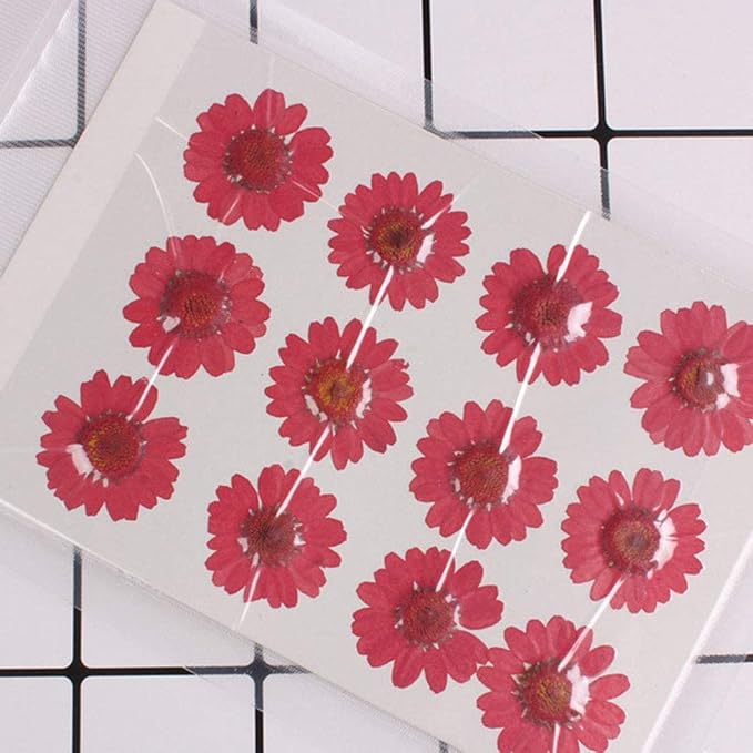 50pcs Natural Dried Daisy Flower, Vacuum Packaging, Pressed Flower - Image 5