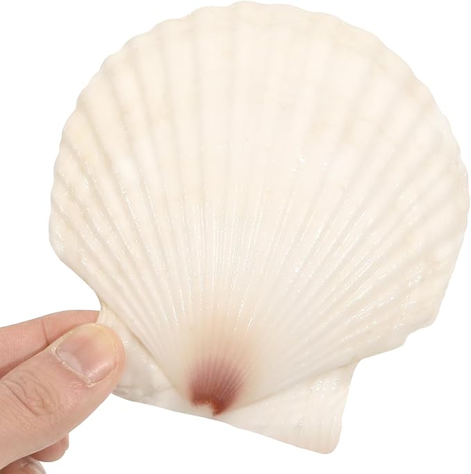 10 PCS 4-5 Inch Large Scallop Shells - Image 4