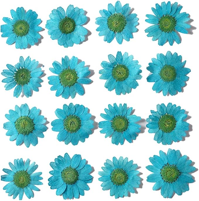 50pcs Natural Dried Daisy Flower, Vacuum Packaging, Pressed Flower by YUNZHI