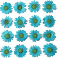 50pcs Natural Dried Daisy Flower, Vacuum Packaging, Pressed Flower by YUNZHI
