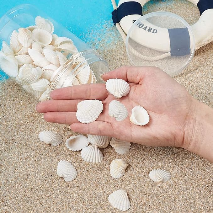 Small Tiny Sea Shells White Clam Bulk Natural Seashell - Image 8