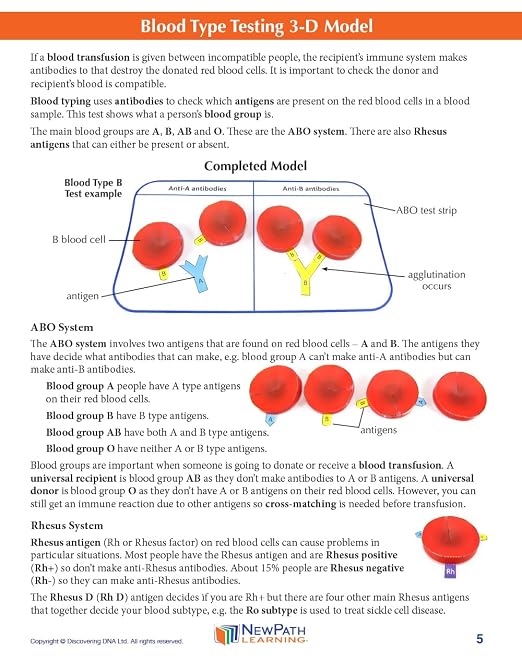 NewPath Blood Type Testing 3D Paper Model Making Kit - Image 3