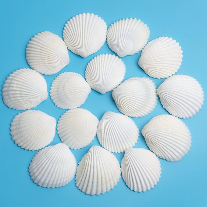 QEQEKAKA 30PCS Sea Shells for Crafts1.5''-2'' White Small Seashells Clam by QEQEKAKA