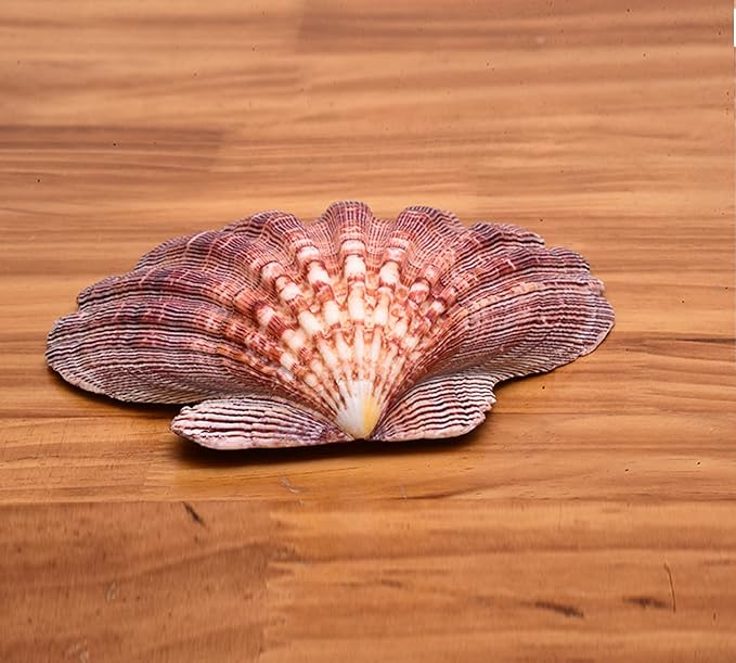 2 PCS Large Great Orange Lions Paw Scallop 5-6" Shells - Image 3