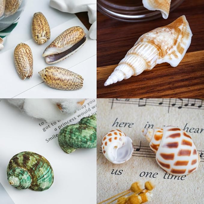 70+ Pcs 16 Kinds Natural Assorted Seashells 1.2"-3.5" - Image 8