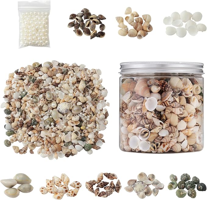 JSPYFITS 1200 PCS Sea Shells Small Mixed Beach Snail Seashells - Image 3