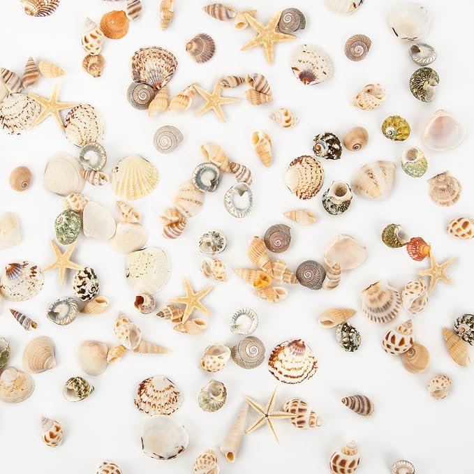 Tiny Sea Shells & 6 Starfish Decor Mixed Ocean Beach Spiral Seashells - Image 8