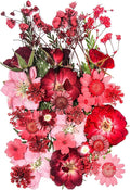 15 Types 37pcs Red Dried Pressed Flowers by YouthBro