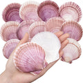 30PCS Natural Scallop Shells Purple Red Sea Shells, Real Seashells from Beach by WeDoSoy