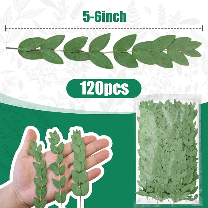 120Pcs Pressed Dried Eucalyptus Leaves - Image 2