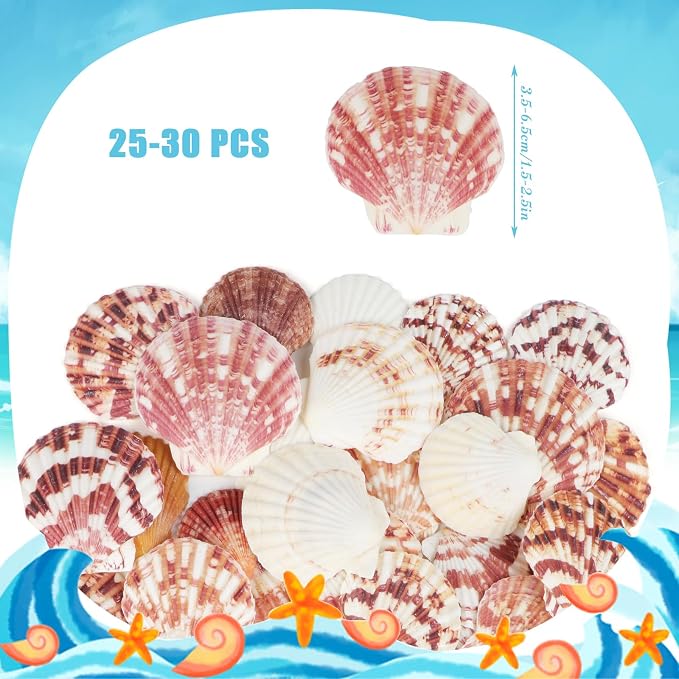30 PCS+ Scallop Shells Natural Seashell, 1.5"-2.5" Natural Scallop Shells Small - Image 2