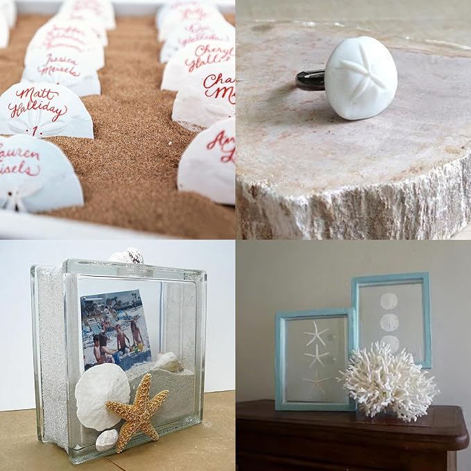 JQAQJU 20PCS Sea Shells for Crafting 3-4", Mini Sand Dollars Starfish Decor for - Image 5