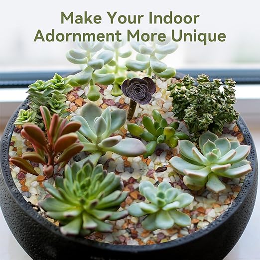Pulovin 2.5 lbs Pebbles for Indoor Plants, Succulent Rocks, 3/8" Polished - Image 7