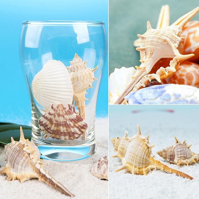 10 PCS+ Small Conch Shells Natural Sea Shells, Fish Tank and Vase Filler - Image 6
