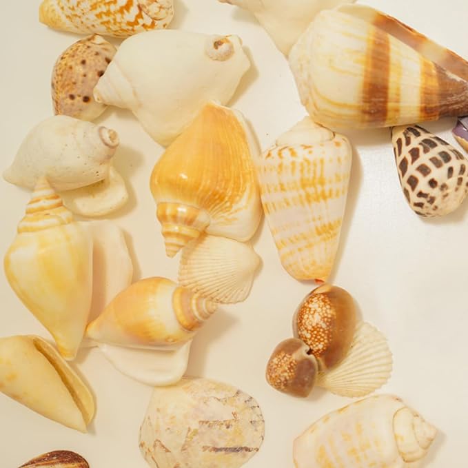 25 PCS+ Small Conch Shells Natural Sea Shells, Fish Tank and Vase Filler - Image 7